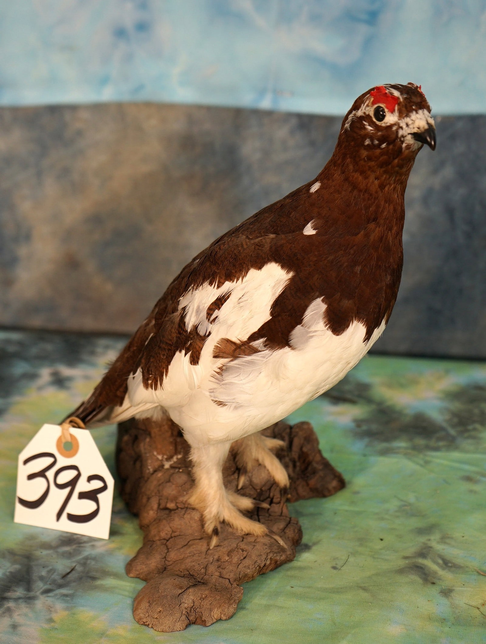 Beautiful Alaskan Fall Phase Ptarmigan Taxidermy Bird Mount: This Ptarmigan has the most unusual and beautiful color pattern that I have ever seen on one of these type of Birds. They blend in with the tundra in the different seasons for safety from predators. T