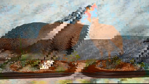 Pair of African Speckled Guinea Fowl in Habitat Taxidermy Bird Mounts