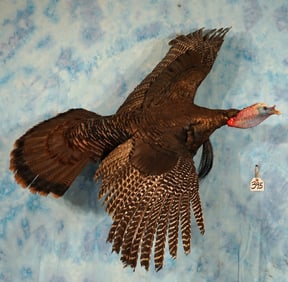 Flying Wild Turkey Taxidermy Bird Mount