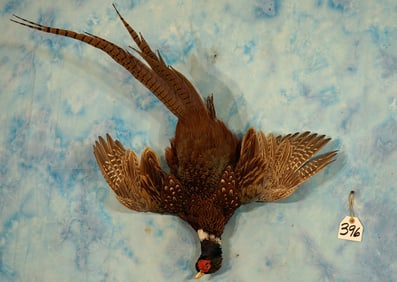 Hanging Dead Ringneck Pheasant Taxidermy Bird Mount