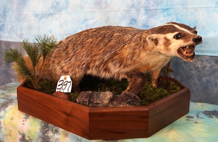 Full Body American Badger in Habitat Taxidermy Mount