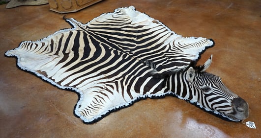 Beautiful Zebra Rug with Head Mounted Taxidermy Mount