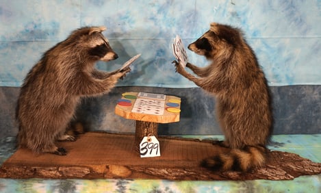Pair of Full Body Raccoons Playing Poker Novelty Taxidermy Mount