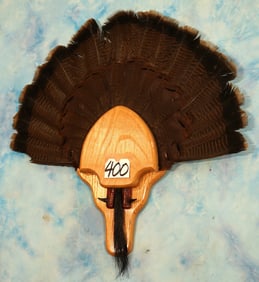 Pretty Eastern Wild Turkey Tail, Spurs, & Beard Taxidermy Mount