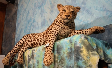 Full Body African Leopard Taxidermy Mount **TEXAS RESIDENTS ONLY!**