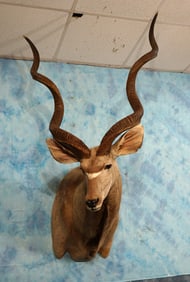African Greater Kudu Shoulder Taxidermy Mount