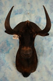 South African Black Wildebeest Antelope Shoulder Taxidermy
