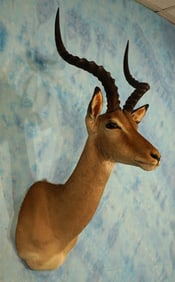 South African Impala Ram Shoulder Taxidermy Mount
