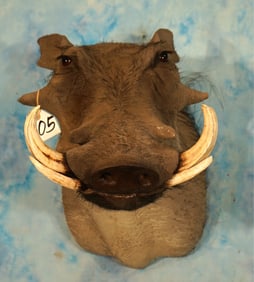 African Boar Warthog Shoulder Taxidermy Mount