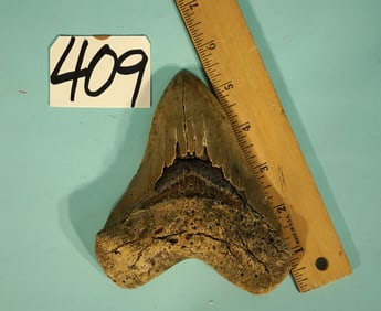 Awesome 5 1/2" Megalodon Prehistoric Fossil Giant Shark  Tooth  Authentic Relic