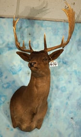 Beautiful Chocolate Fallow Deer Shoulder Taxidermy Mount