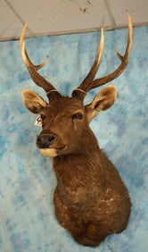 Awesome Indian Sambar Deer Shoulder Taxidermy Mount **TEXAS RESIDENTS ONLY!**