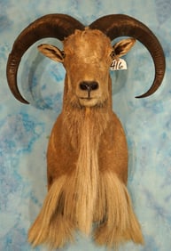 Aoudad Sheep Shoulder Taxidermy Ram Mount