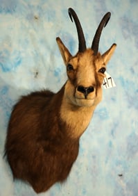 Alpine Chamois Shoulder Trophy Taxidermy Mount