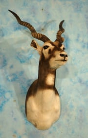 Blackbuck Antelope Shoulder Taxidermy Mount