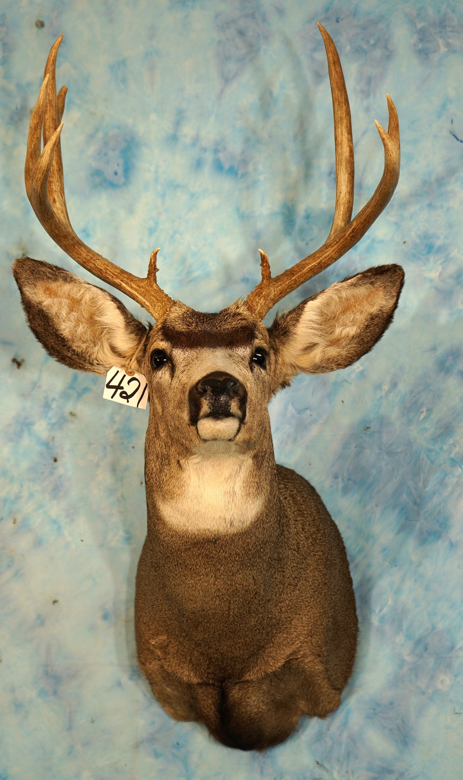 4 x 3 Mule Deer Shoulder Taxidermy Mount (1 of 4)