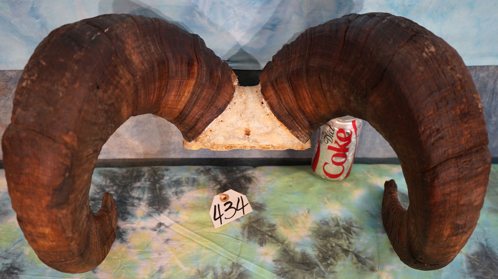 Real Good Full Curl Pair of Rocky Mountain Bighorn Sheep Horns Taxidermy Ram Trophy (1 of 5)