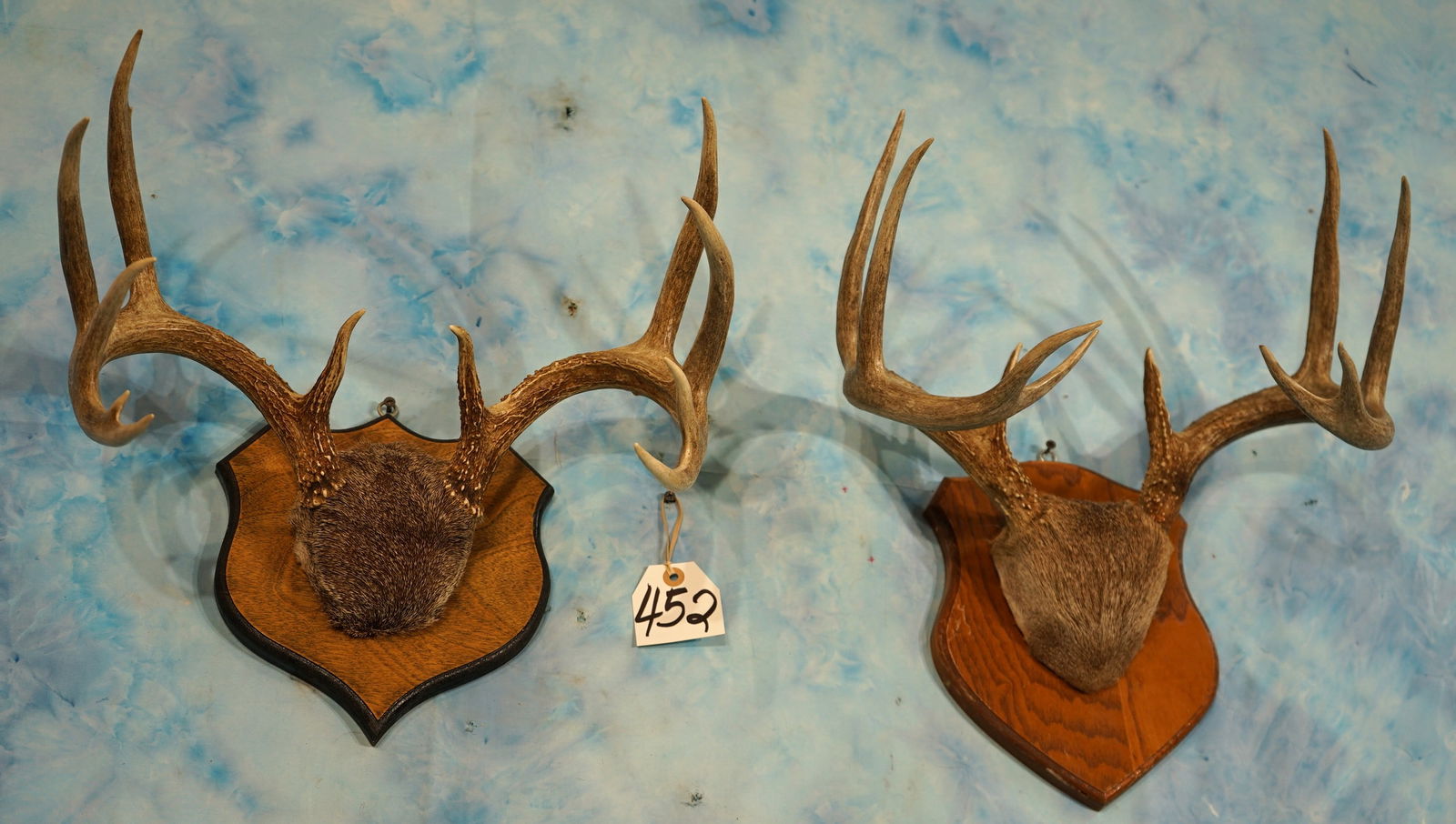 Two Very Nice Mounted Texas Whitetail Deer Antler Mounts Taxidermy (1 of 3)