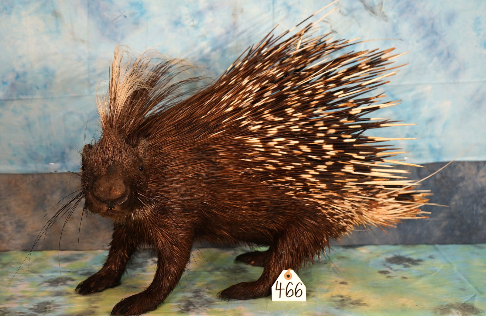 Full Body African Porcupine Taxidermy Mount: This Porcupine mount is clean and in excellent condition. The mount has a natural pose and a very lifelike appearance. The taxidermy quality is outstanding grading a solid 10.