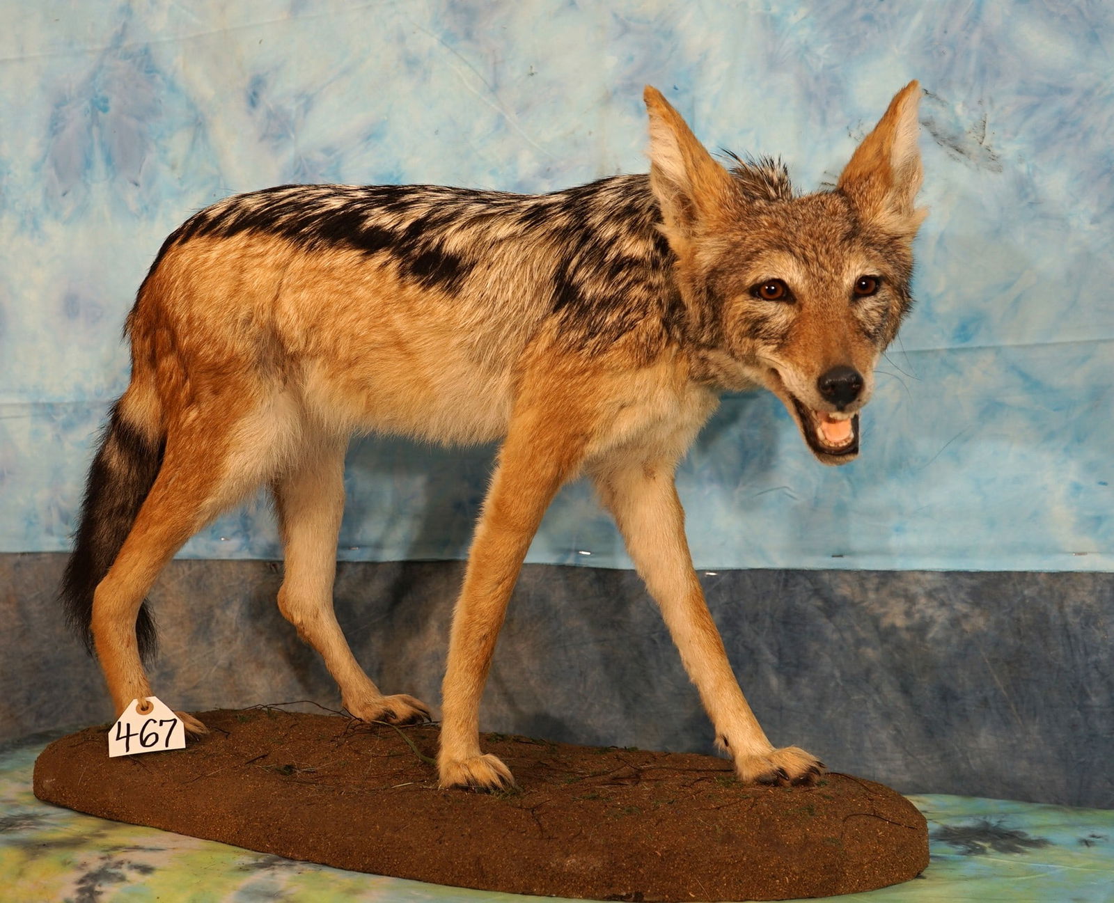Full Body South African Black Back Jackal Taxidermy Mount: This mount is clean and in excellent condition. This mount has a very good natural pose and is quite lifelike. Only flaw is one bottom canine tooth is broke off about halfway. The quality of the taxid