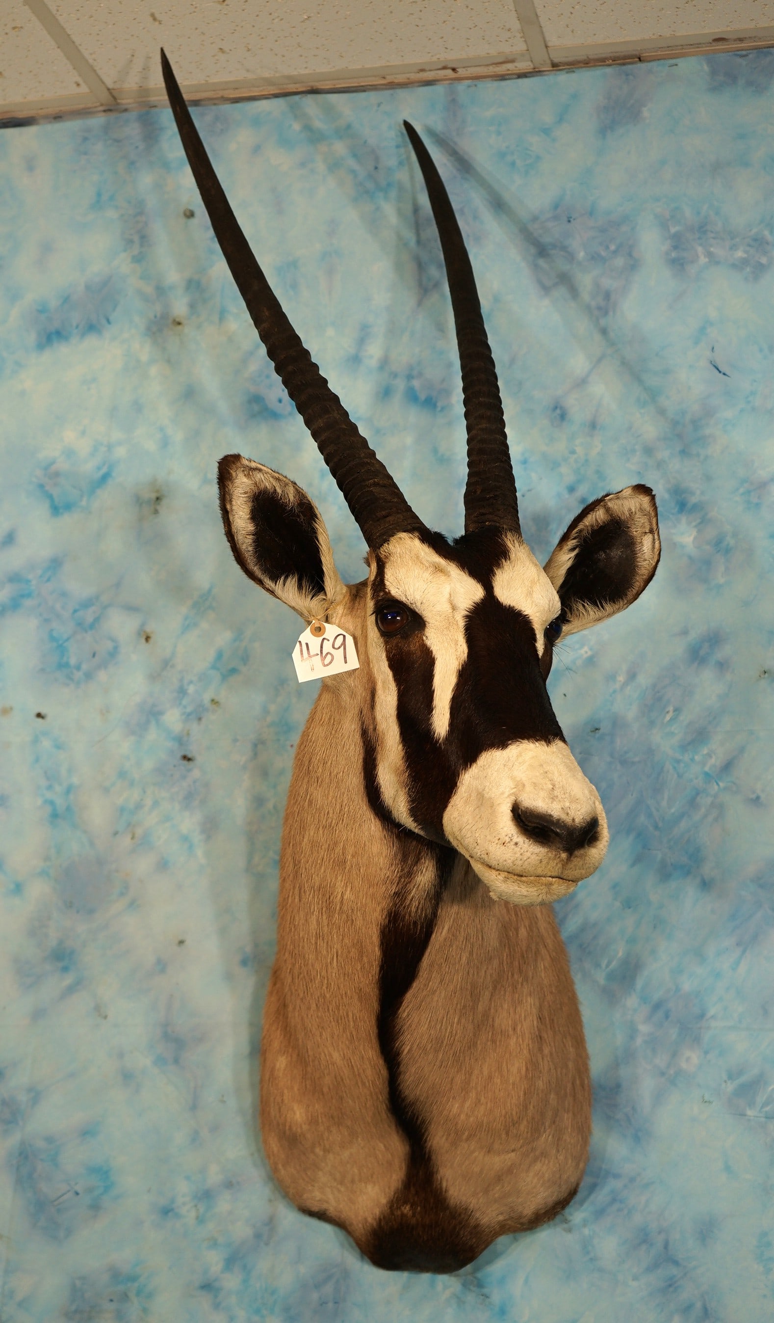 African Kalahari Gemsbuck Shoulder Taxidermy Mount (1 of 4)