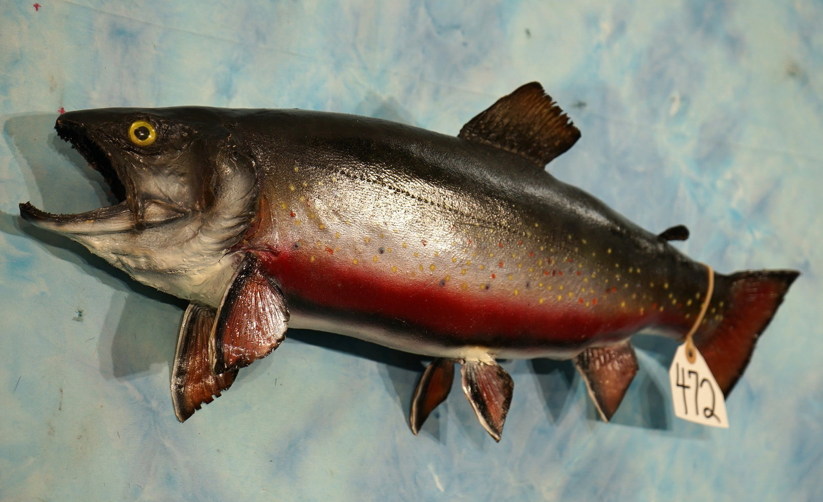 20 1/2" Real Skin Arctic Char Taxidermy Fish Mount: This mount is clean and in good condition. The Fish has bright and beautiful colors. This is an older mount that recently restored. The quality of the taxidermy grades a 7.85.