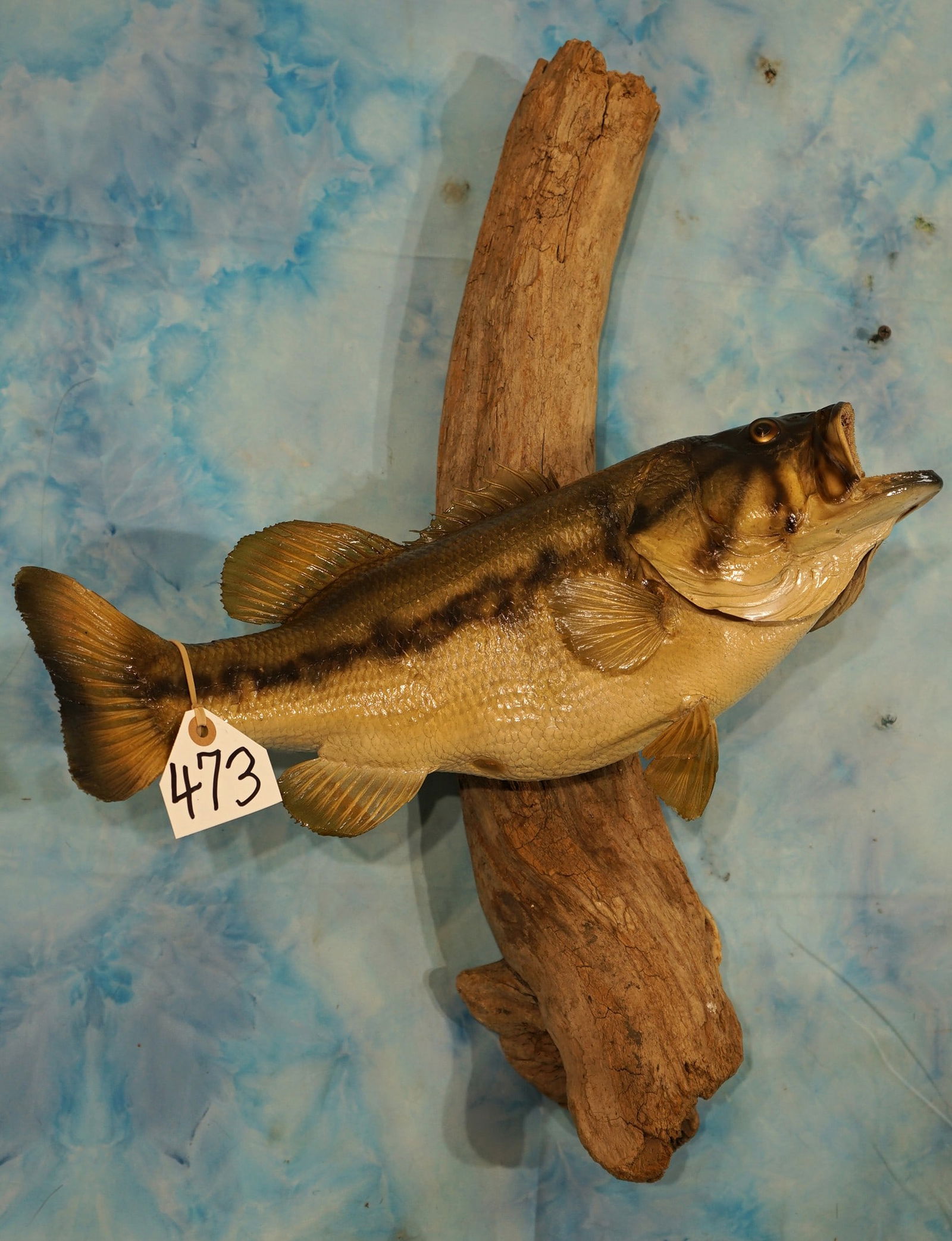 18" Real Skin Largemouth Bass Taxidermy Fish Mount (1 of 2)