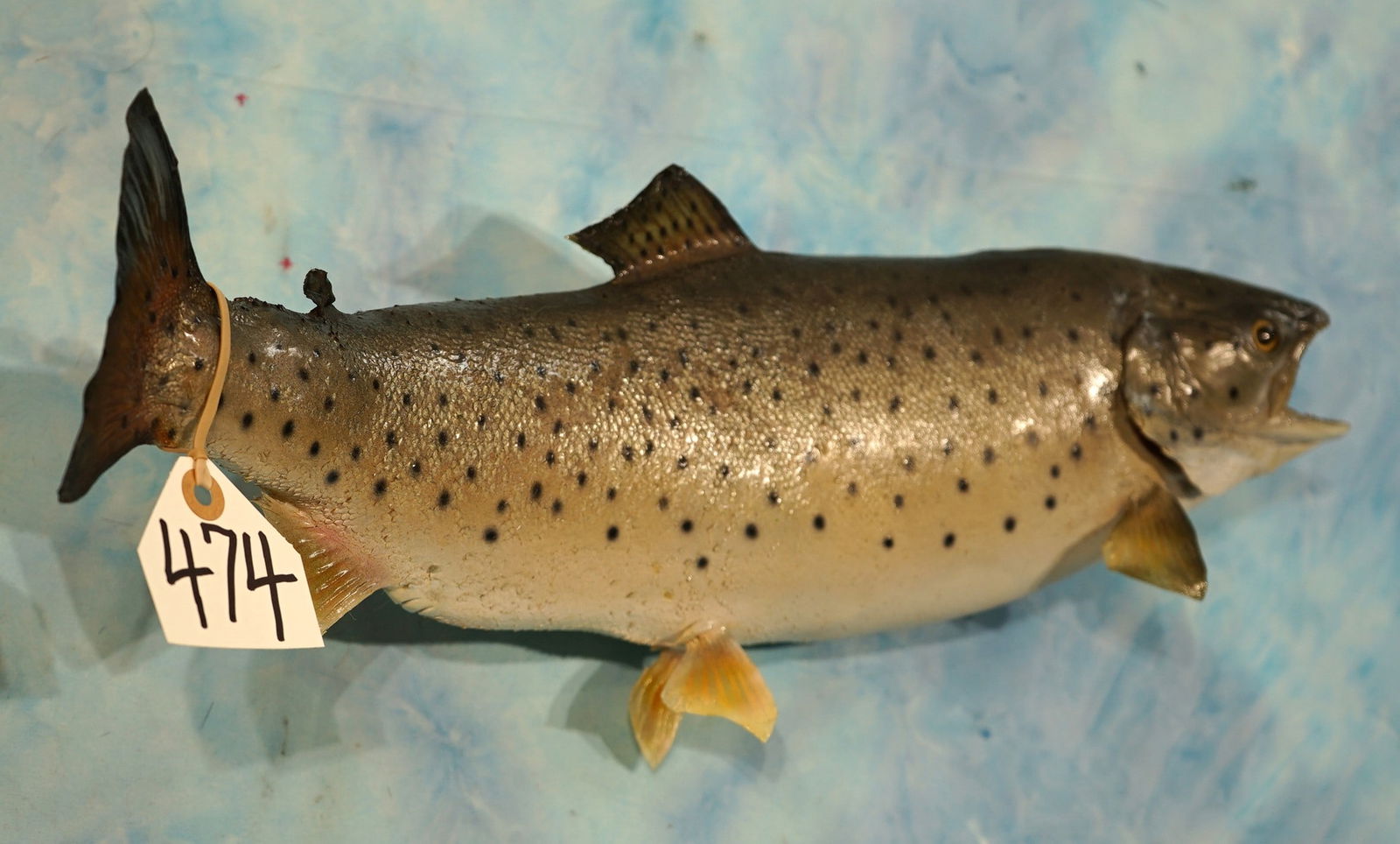 19" Real Skin Coho Salmon Taxidermy Fish Mount (1 of 2)