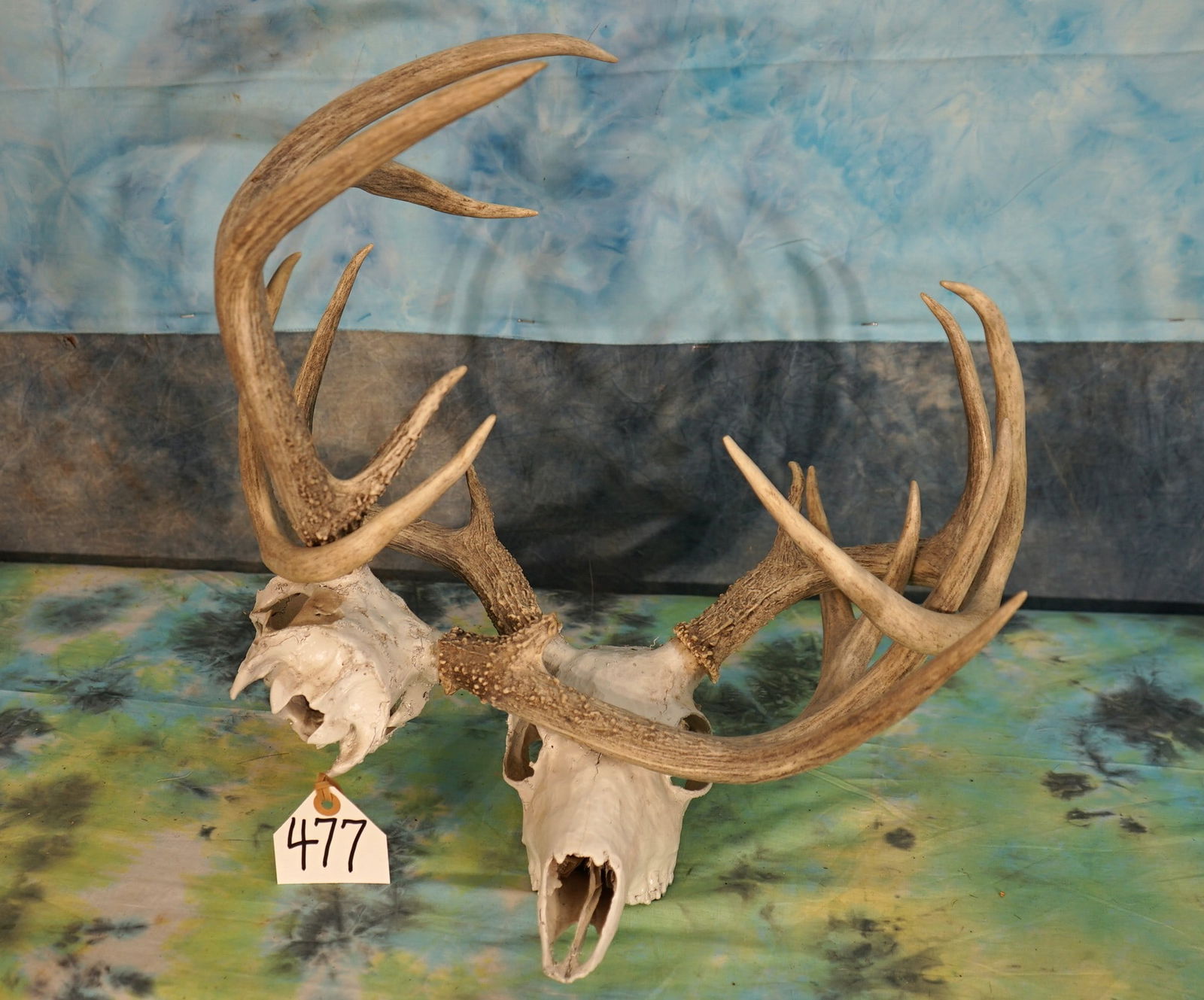 Texas Whitetail Deer 8pt. & 9pt. Locked Skulls Taxidermy (1 of 5)