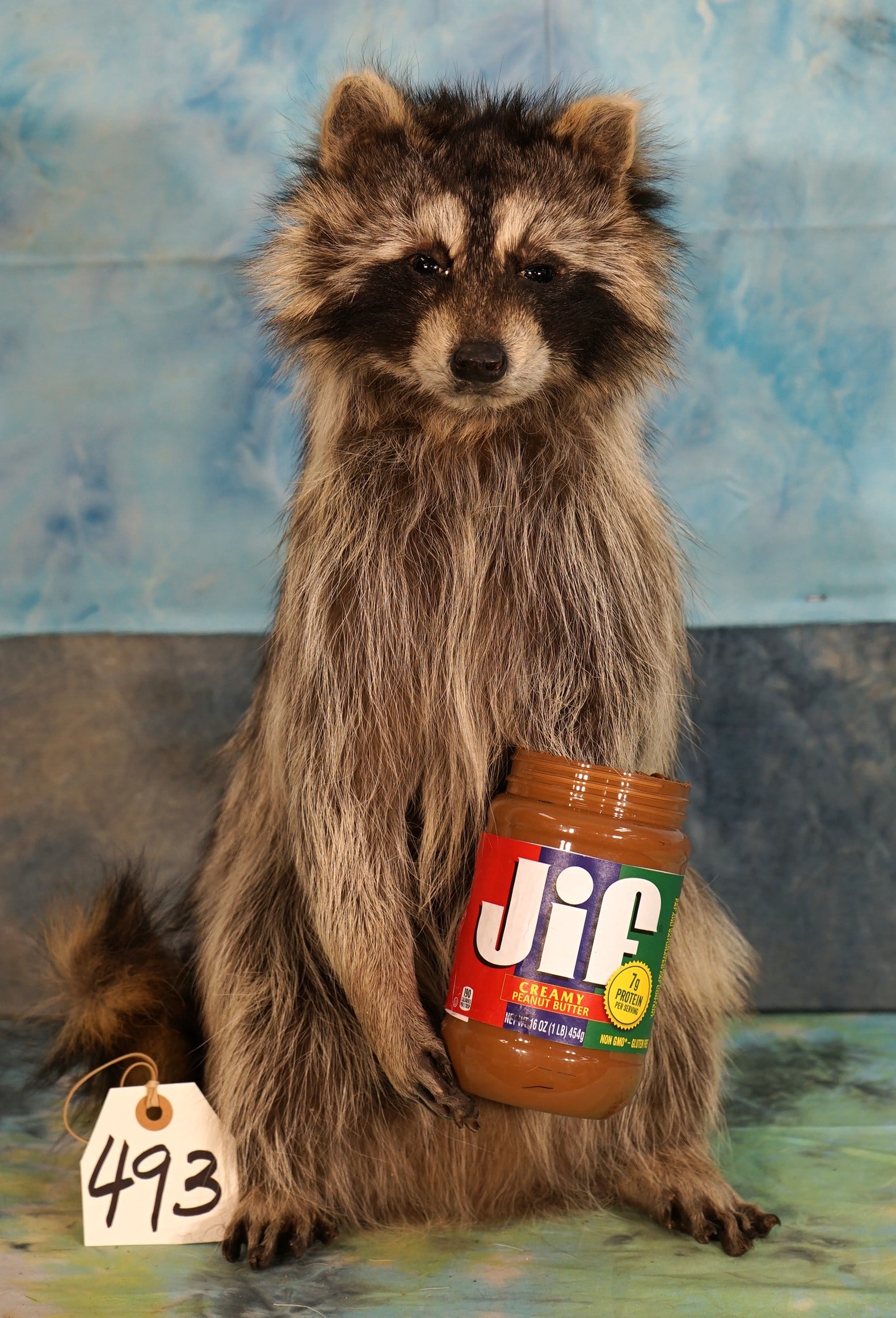 Brand New! Full Body Raccoon Eating Cracker Jacks Novelty Taxidermy Mount (1 of 3)