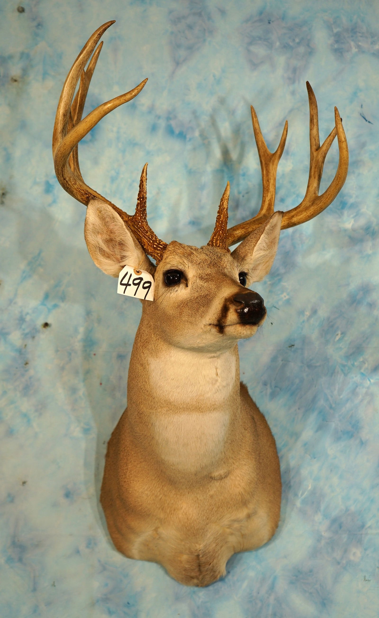 Texas 12pt. Whitetail Deer Shoulder Taxidermy Mount (1 of 4)