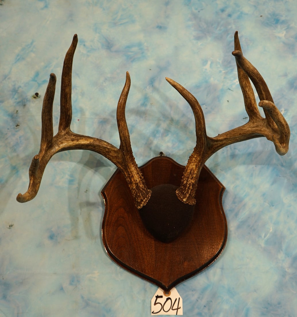 10pt. Whitetail Deer Antlers on Panel Taxidermy (1 of 3)