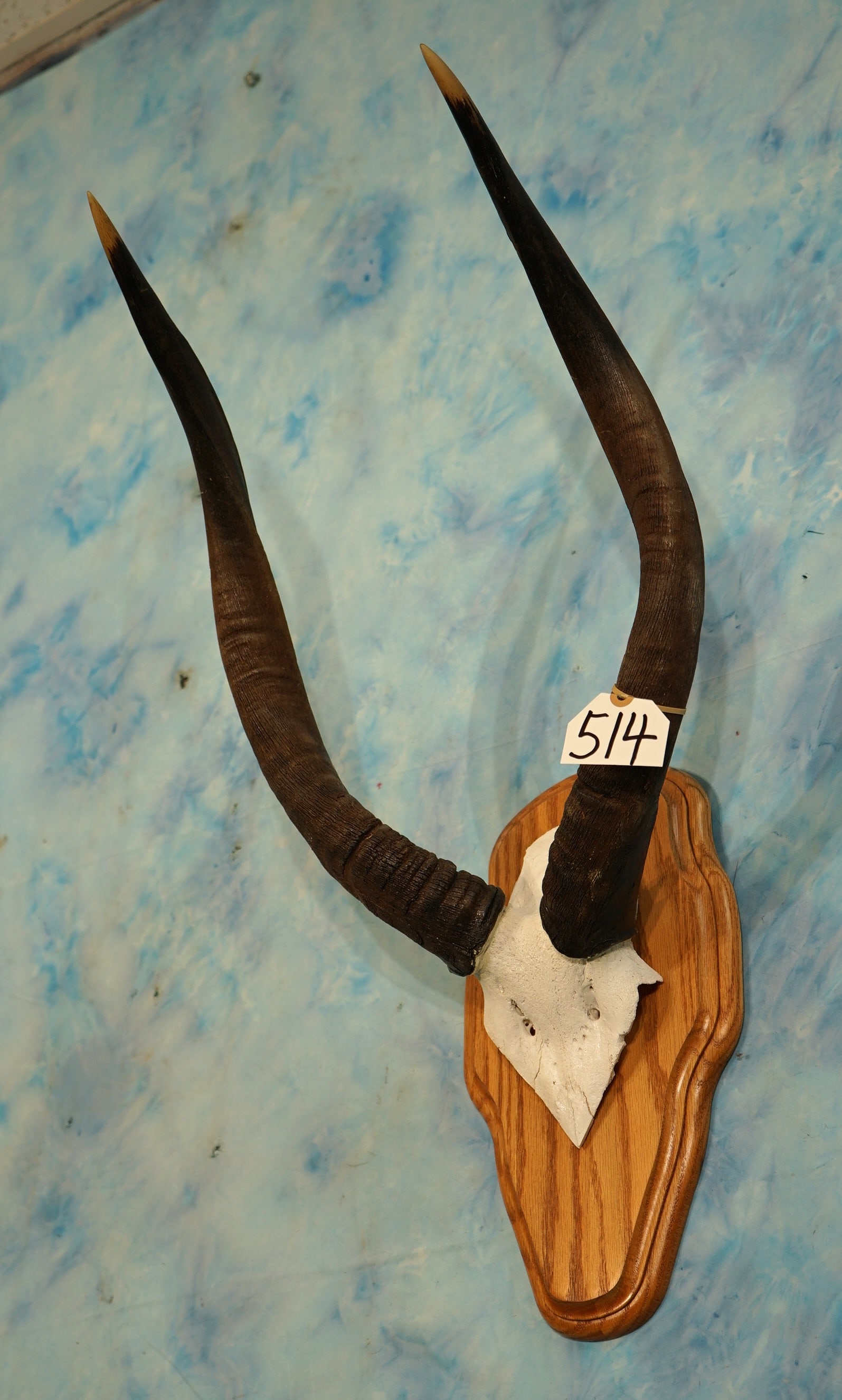 African Southern Nyala Horns on Panel Taxidermy Mount (1 of 2)