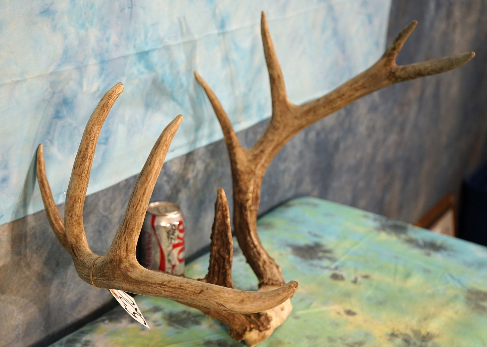 Nice 10pt. Whitetail Deer Antlers Taxidermy (1 of 4)