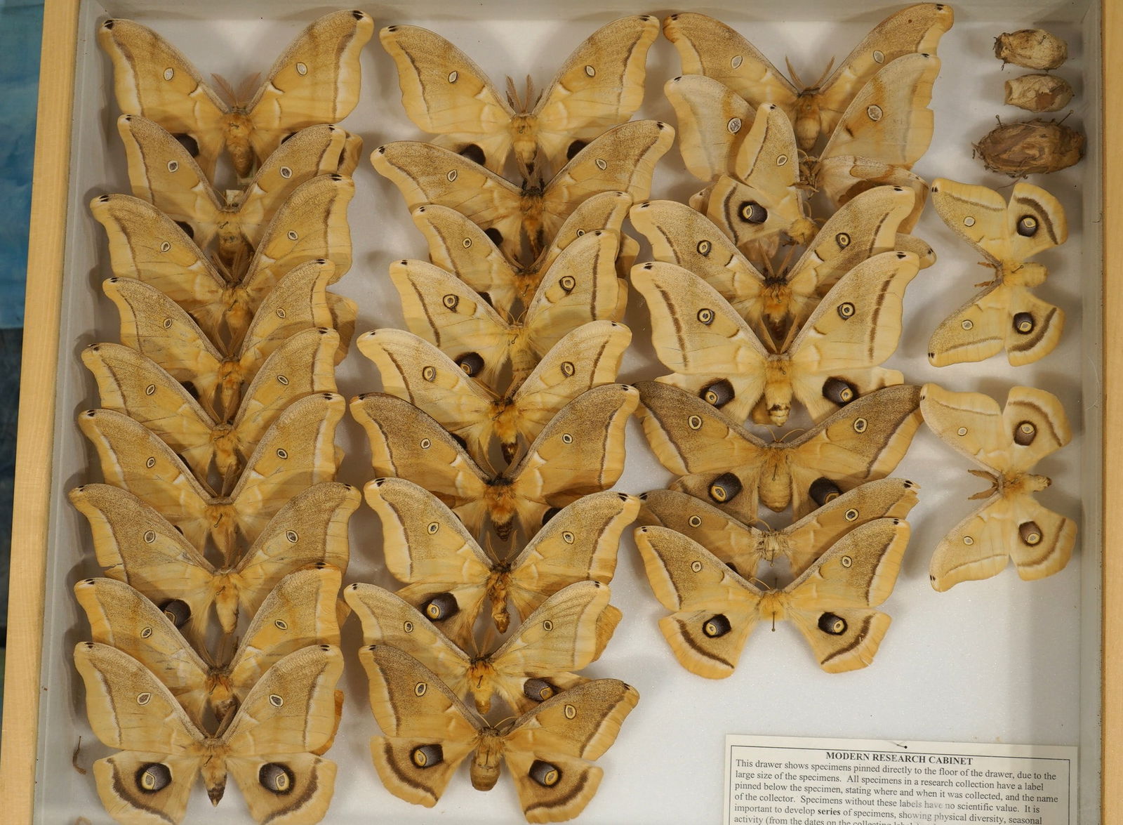 Very Nice Display Case of Moths Taxidermy (1 of 4)