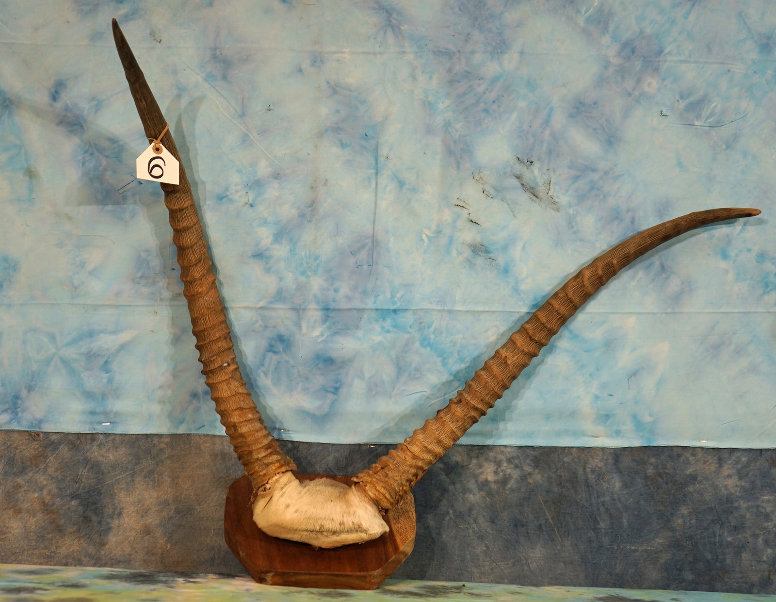 African Waterbuck Antelope Non-Typical Horns on Plaque Taxidermy: These Waterbuck Horns grew out wide, and kind of side ways. This pair is not a typical set of horns for animal, but they are impressive.