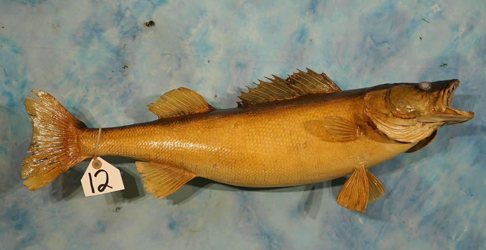 25 3/4" Real Skin Walleye Taxidermy Fish Mount (1 of 2)