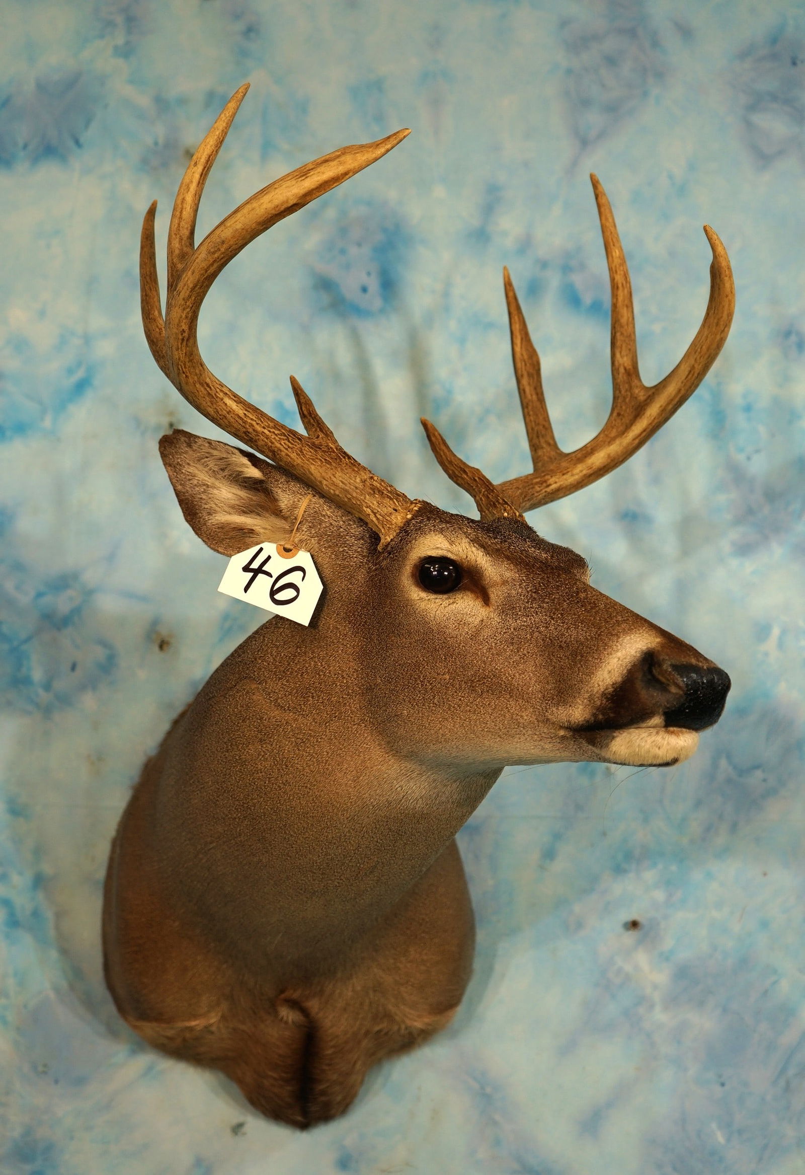 8pt. Whitetail Deer Shoulder Taxidermy Mount (1 of 3)