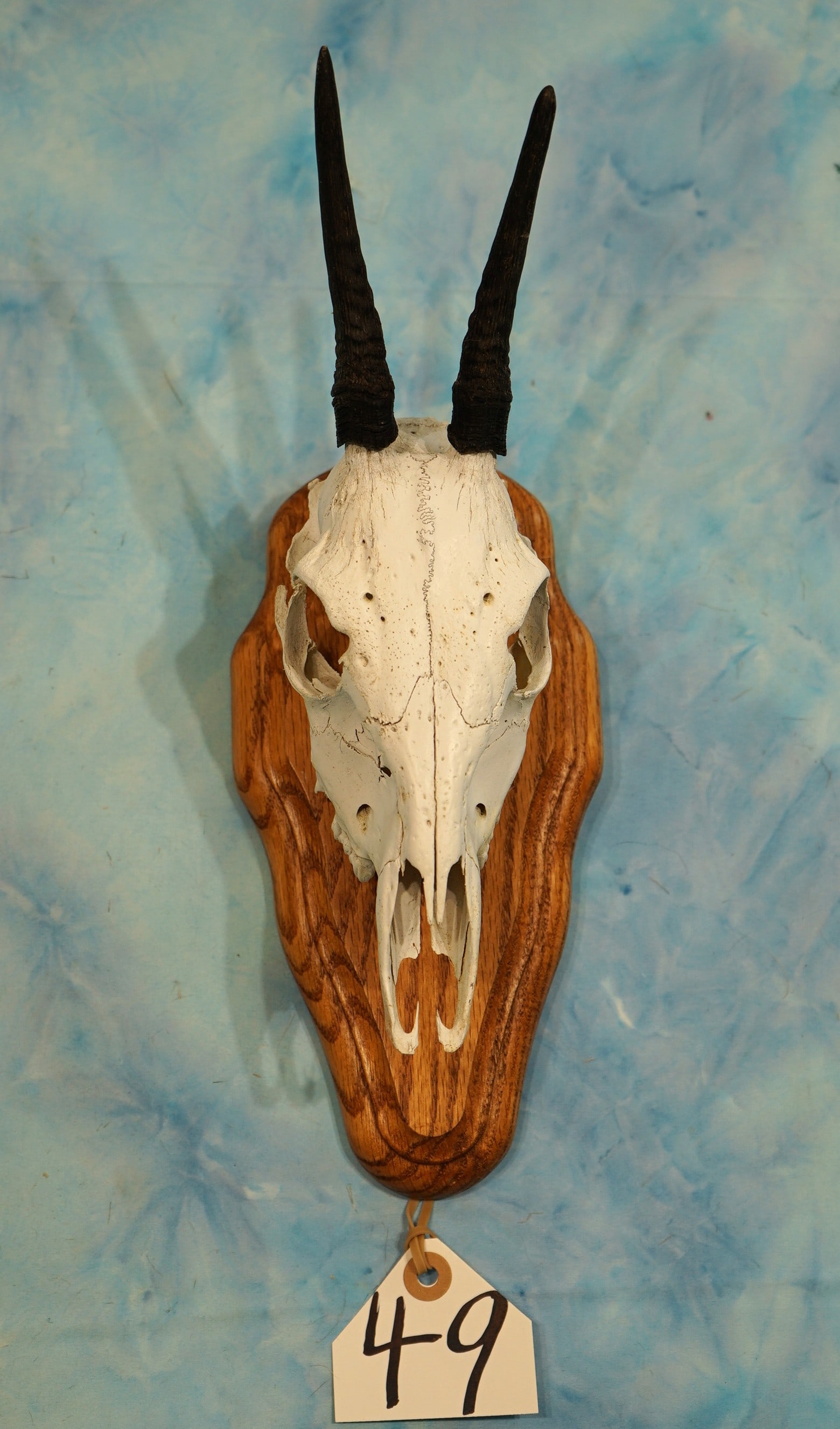 African Bush Duiker Skull on Panel Taxidermy (1 of 3)