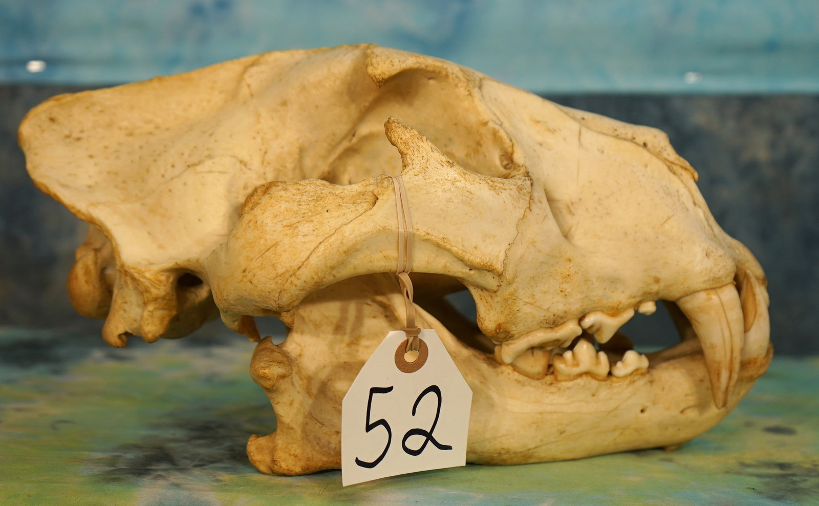 African Lion Complete Skull Taxidermy **Texas Residents ONLY**: This skull has all of its teeth and parts. It is clean and in excellent condition. This one is from a mature Male.