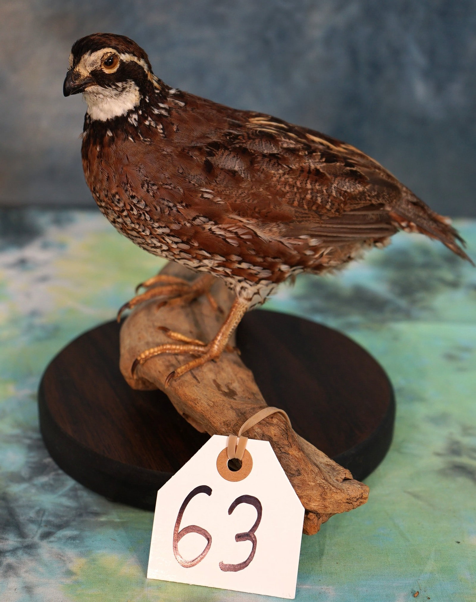 Beautiful Bobwhite Quail Taxidermy Bird Mount: This mount is clean, lifelike, and in excellent condition. The taxidermy is excellent grading a very high 9.85.