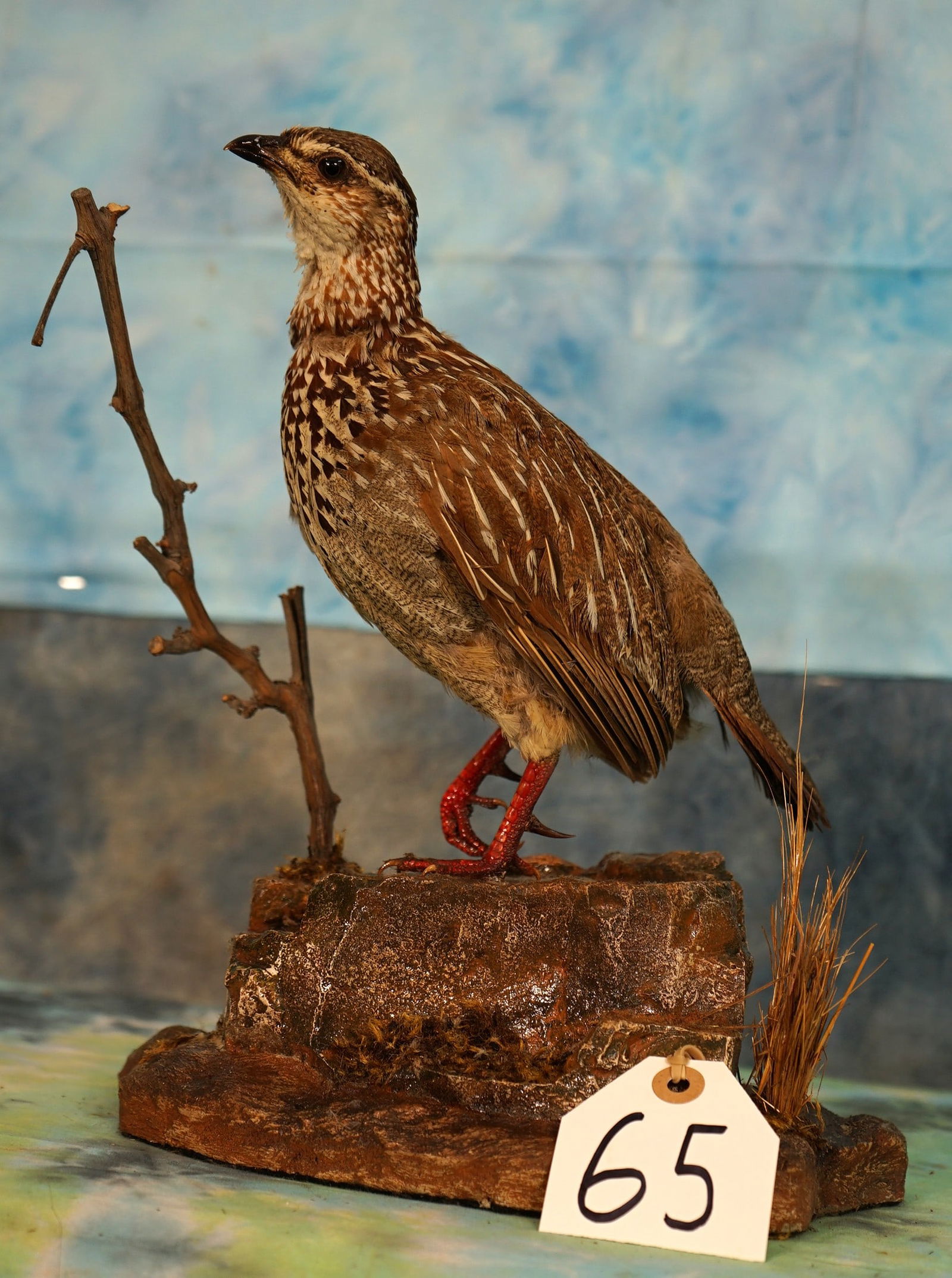 South African Spurred Francolin Fowl Taxidermy Bird Mount (1 of 3)