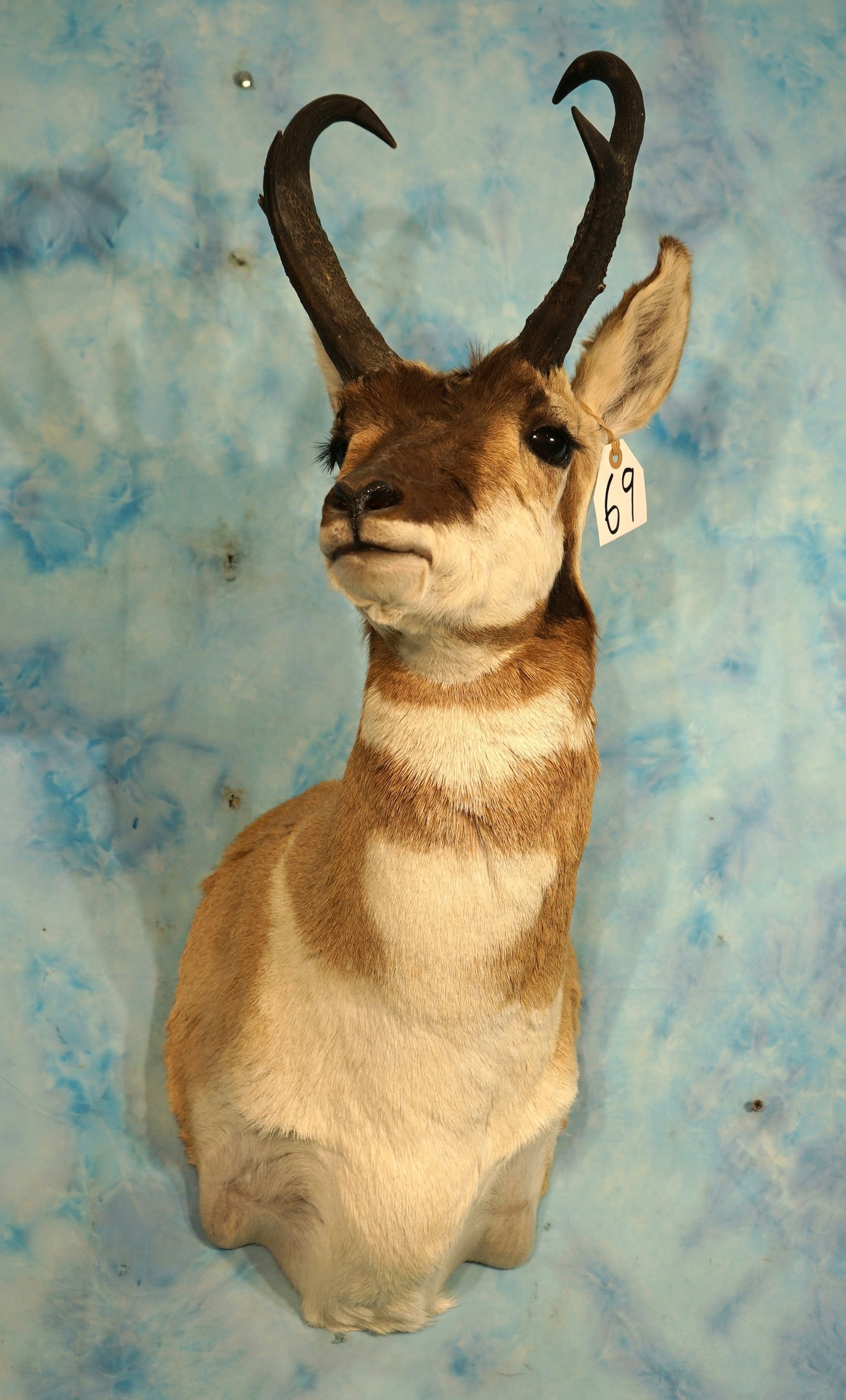 Pronghorn Antelope Shoulder Taxidermy Mount: This mount is in excellent condition and has good lifelike expression. The mount grades a very good 9.75.