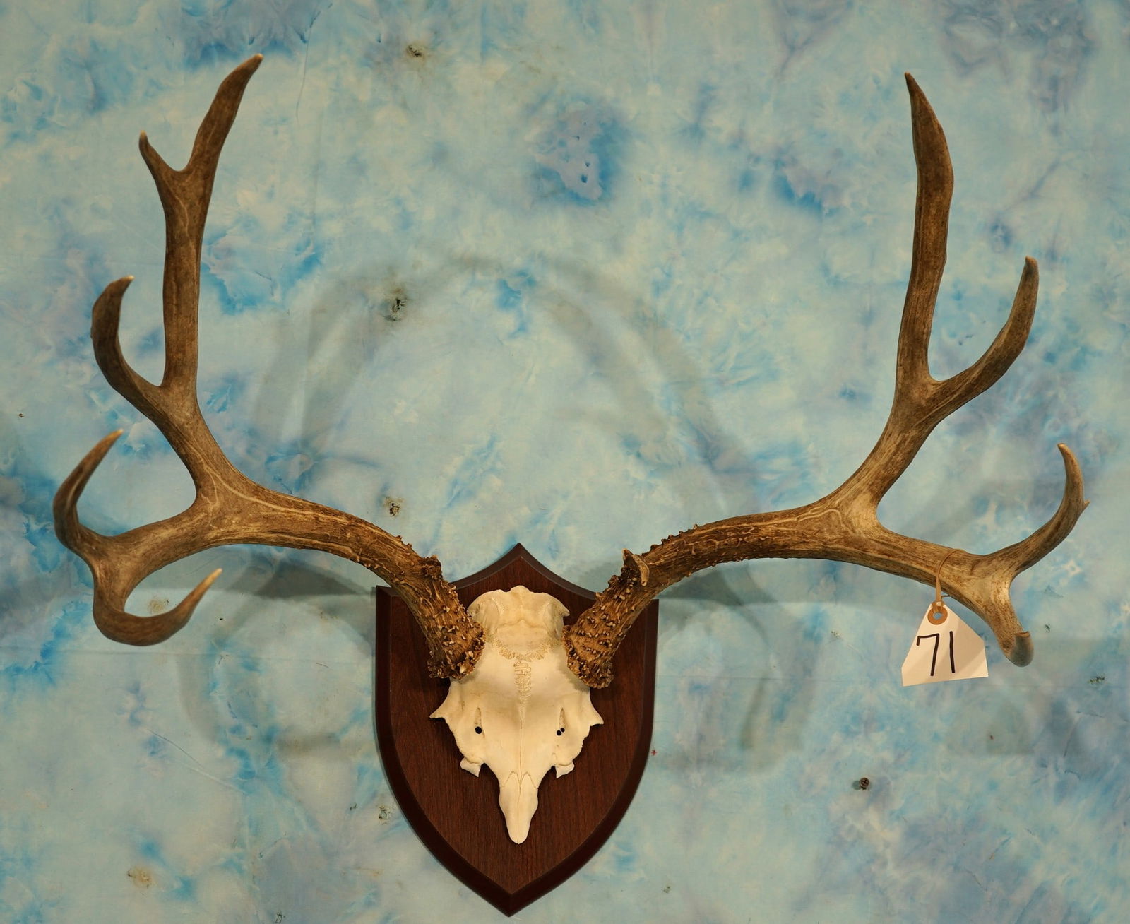 Large 5 x 4 Mule Deer Antlers on Plaque Taxidermy Mount (1 of 2)