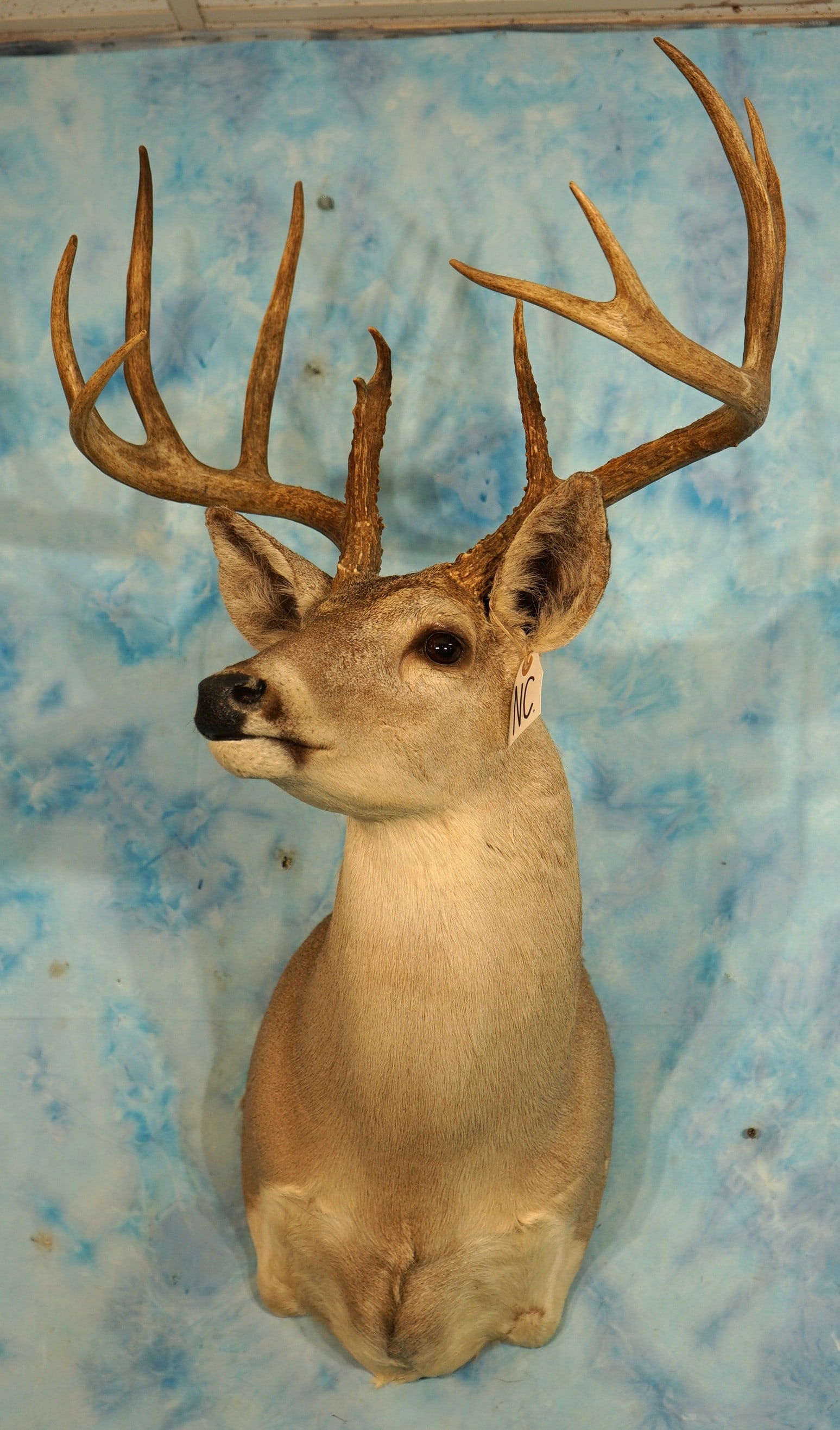 Good size 10pt. South Texas Whitetail Deer Shoulder Taxidermy Mount (1 of 3)