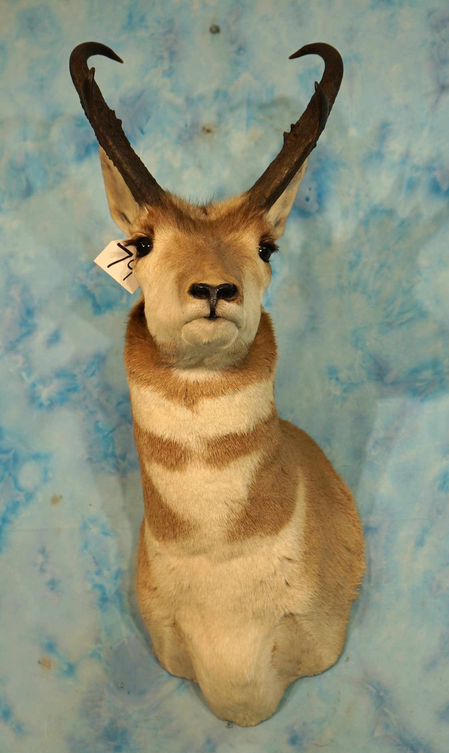 Pronghorn Antelope Shoulder Taxidermy Mount (1 of 3)
