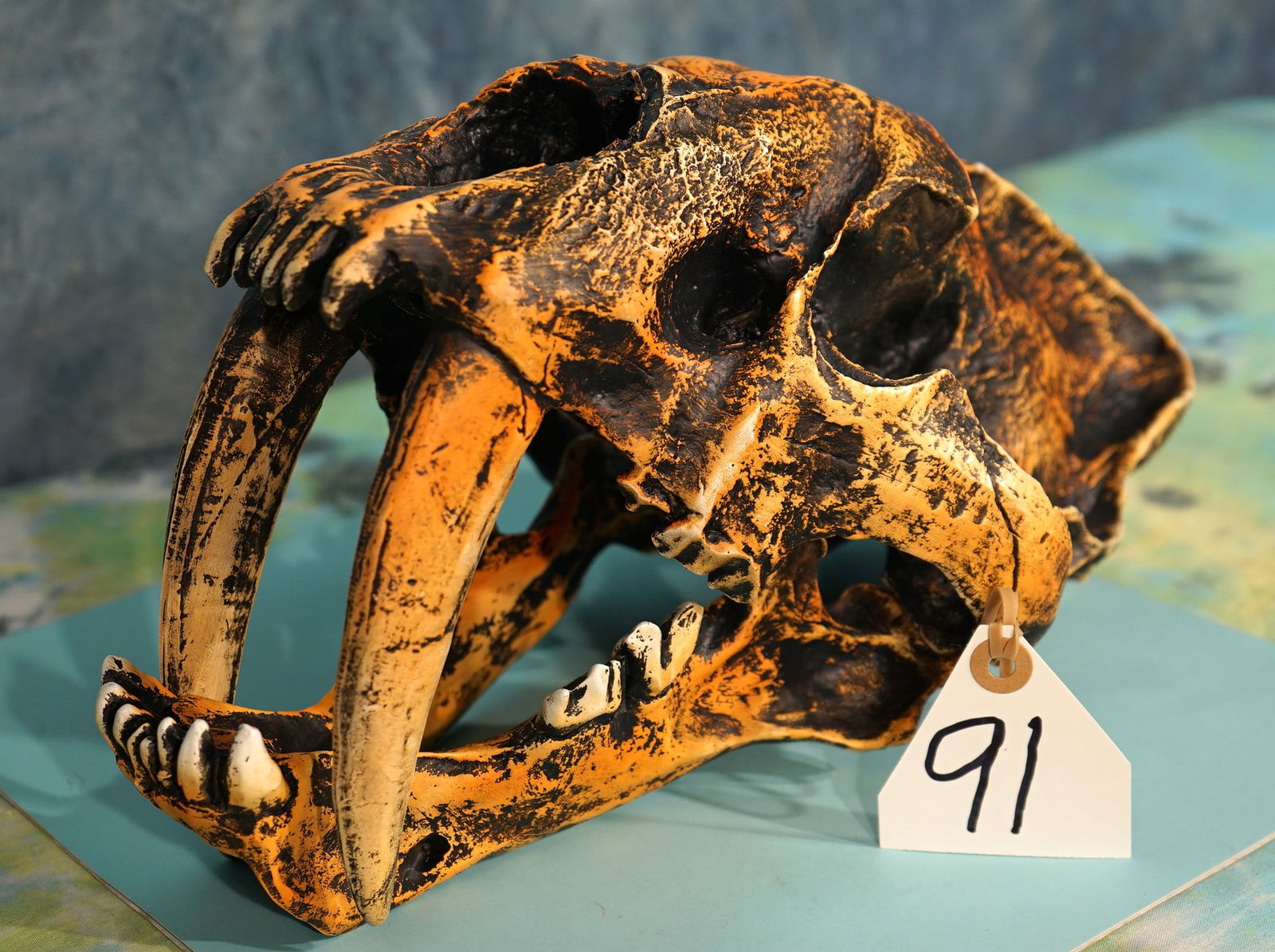 Outstanding Fiberglass Reproduction of an Actual Size Sabertooth Tiger Skull (1 of 4)