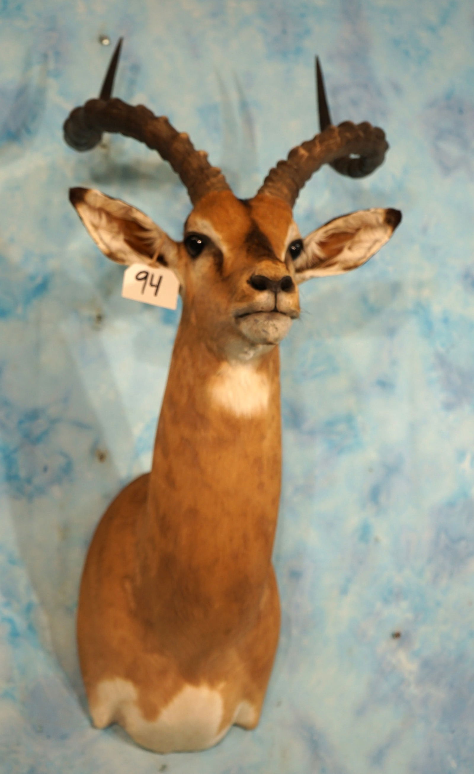 Beautiful African Impala Antelope Shoulder Taxidermy Mount (1 of 3)