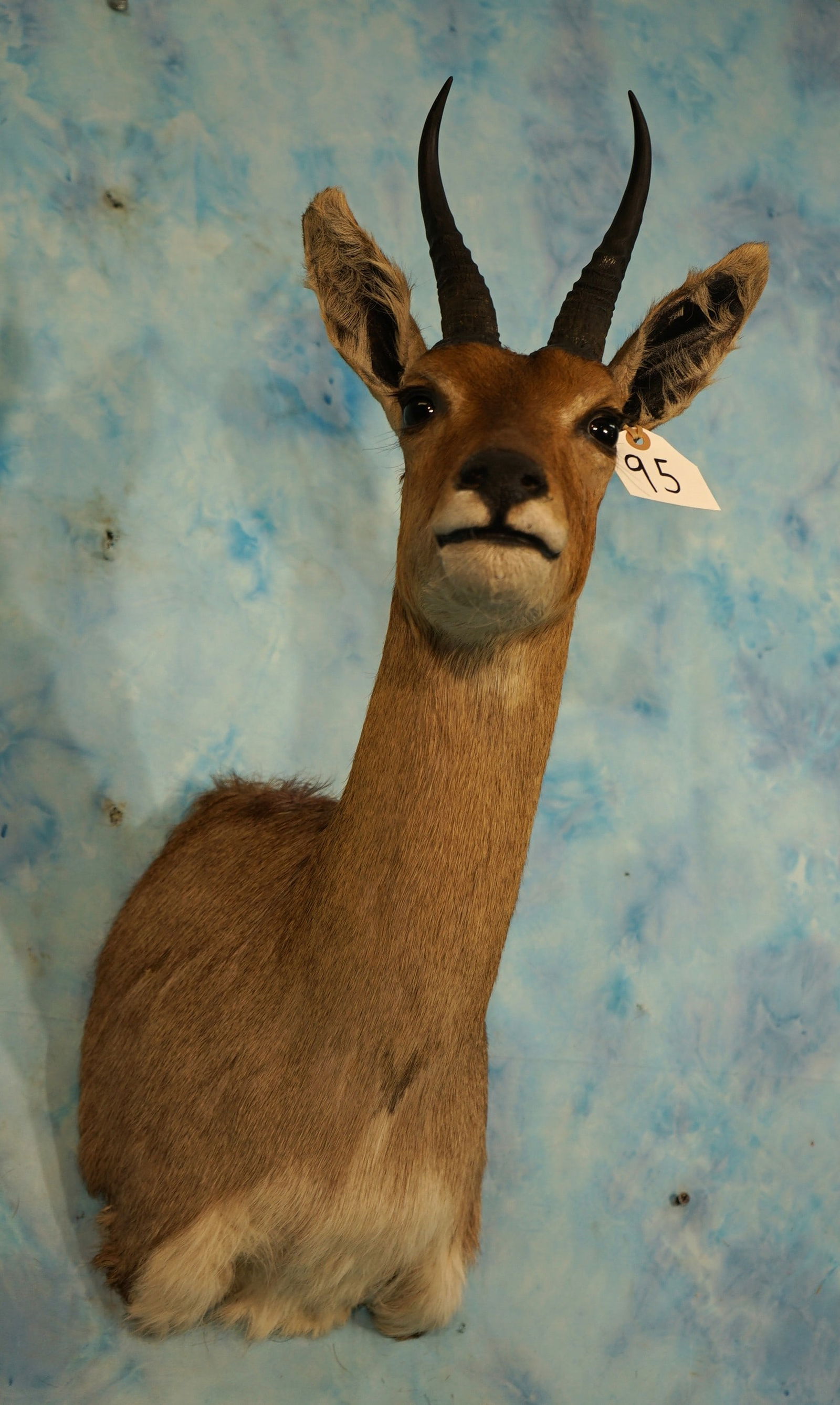South African Southern Mountain Reedbuck Shoulder Taxidermy Mount (1 of 3)