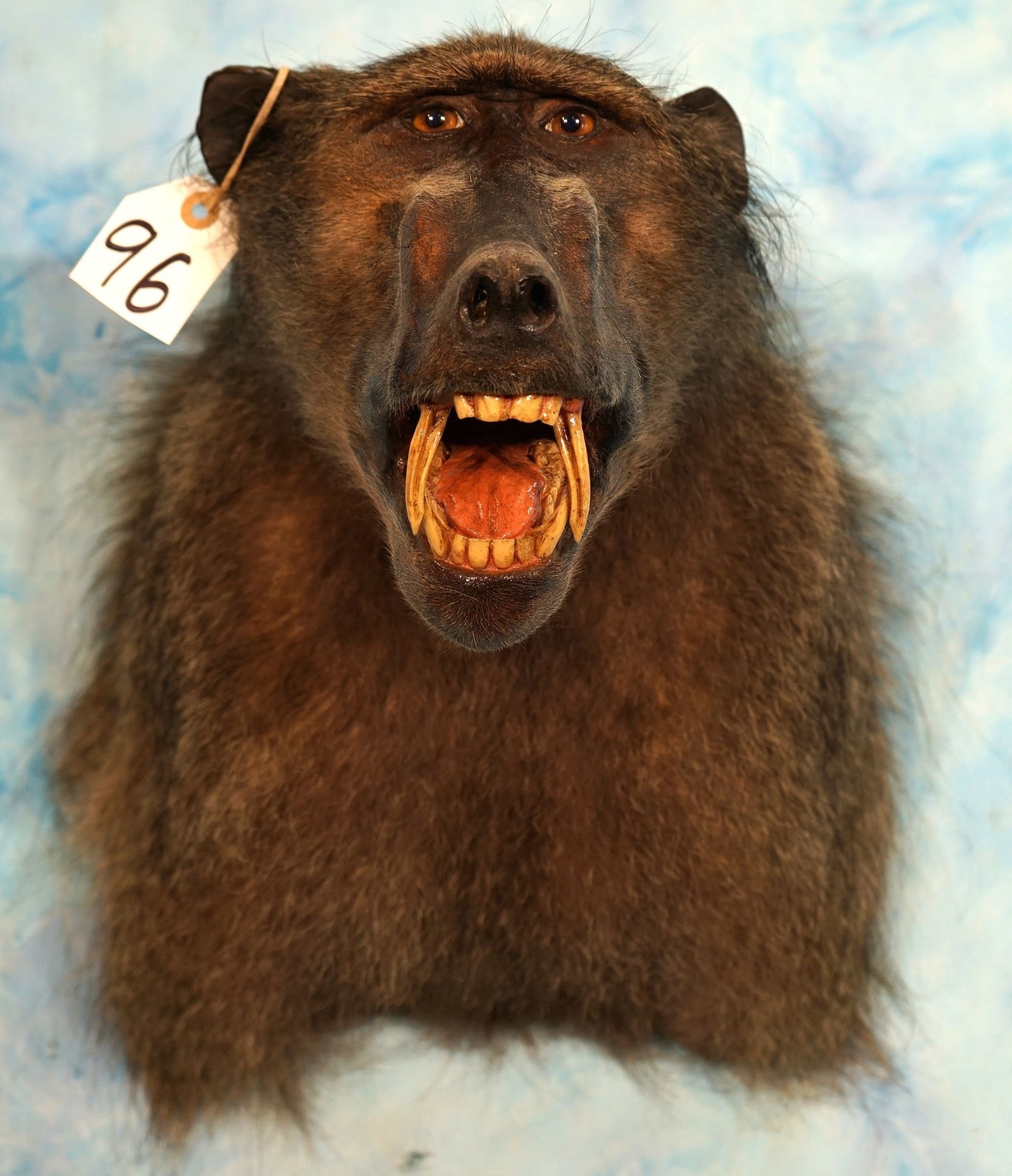 Cool African Chacma Baboon Shoulder Taxidermy Mount: This mount is clean and in excellent condition. This one is very lifelike with great expression. The quality of the taxidermy is excellent grading a high 9.5.